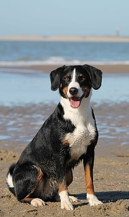 dog-happy-beach