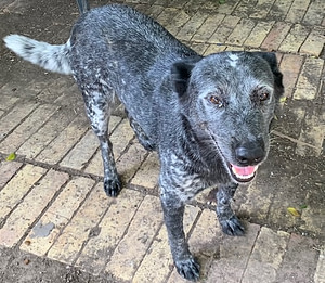 Susie Montalvo