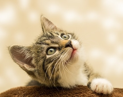 kitten-4611189_640
