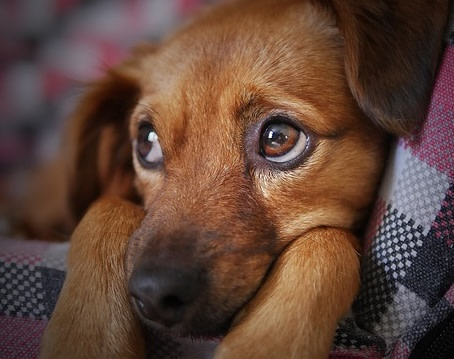 sad puppy