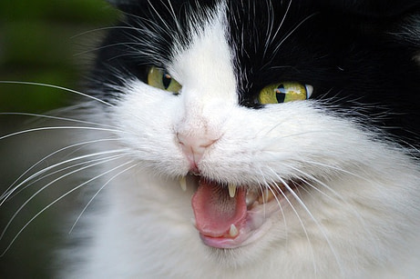 cat-hissing